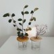 3 Mini straight vases with lid Botonflor flowers holder