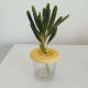 3 Mini straight vases with lid Botonflor flowers holder