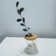 3 Mini slanted vases with lid Botonflor flowers holder