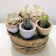 Mini pot "Yumilo" with ogival shape