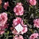 Collaret "flor de Barcelona", Panot en resina ceràmica