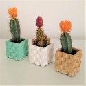 3 Mini testos escala