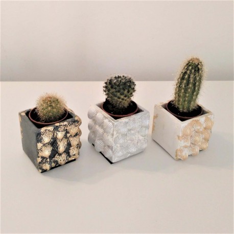 Mini maceta magnética conchas