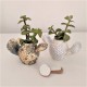 Mini cactus pot with golden or silvered metal finish