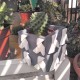 Test cocottes